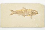 3" Detailed Fossil Fish (Knightia) - Wyoming - #201601-1